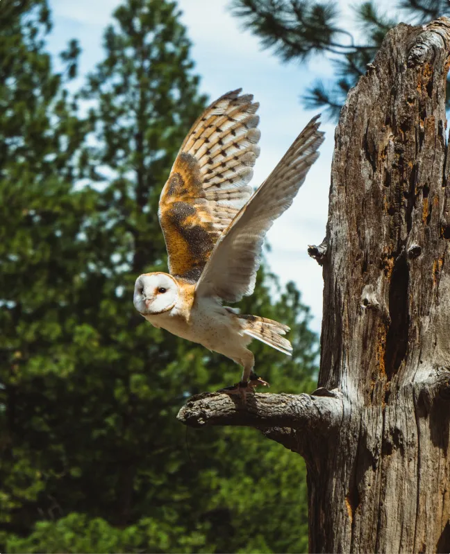 A photo of an owl sitting on a branch