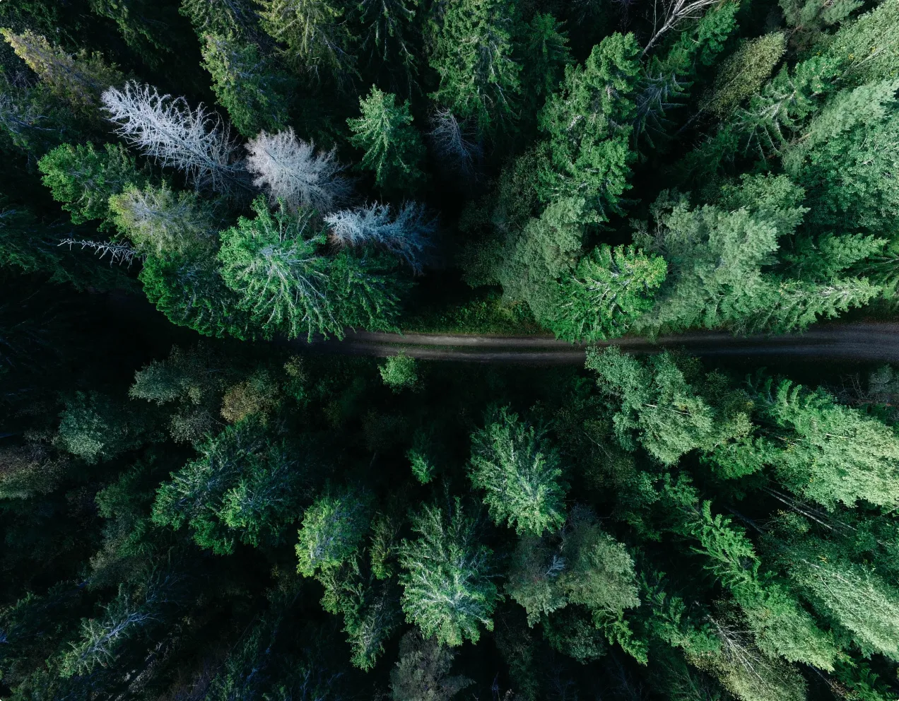 Aerial photo of a path in forest
