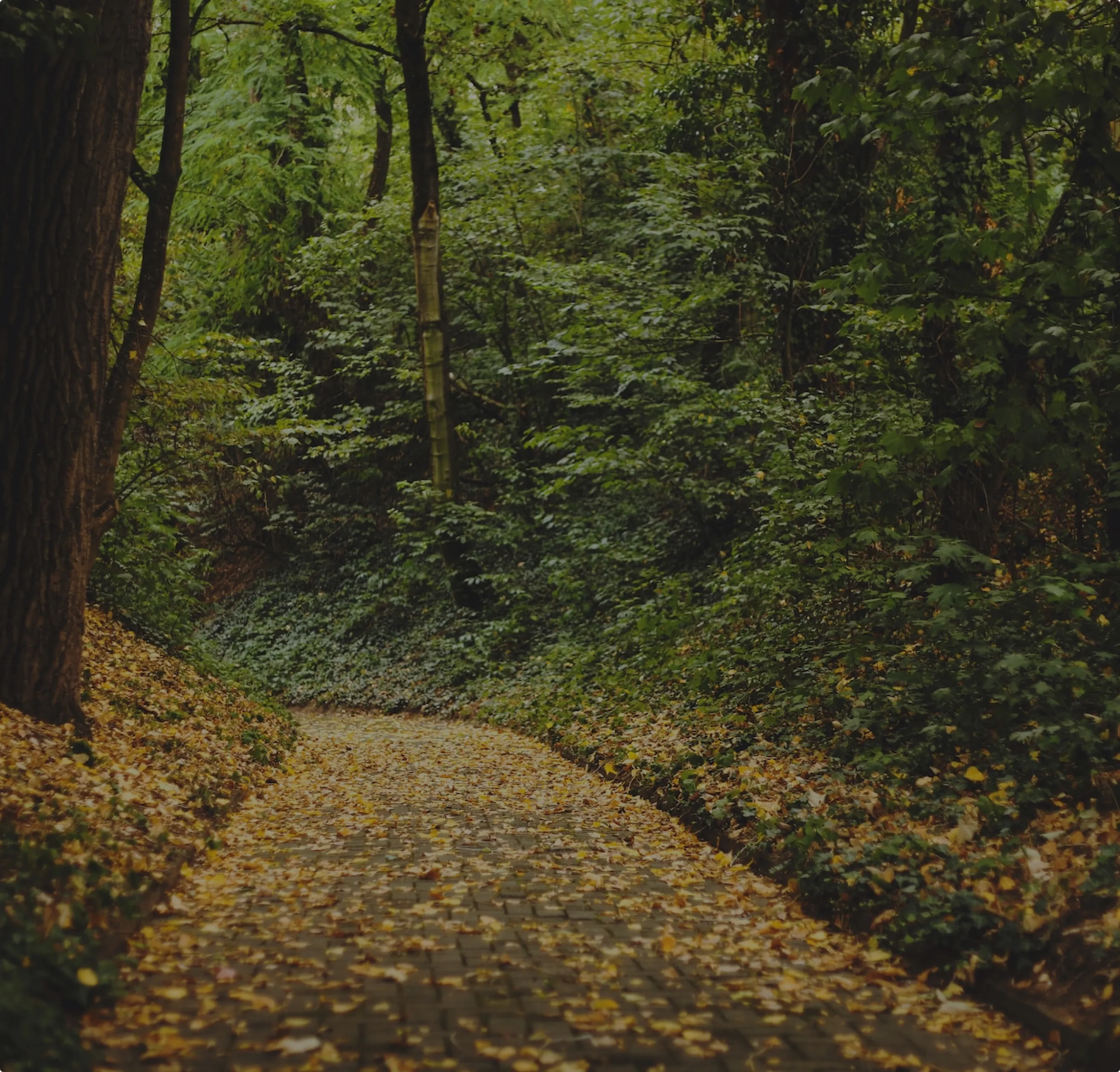 Photo of a path in forest