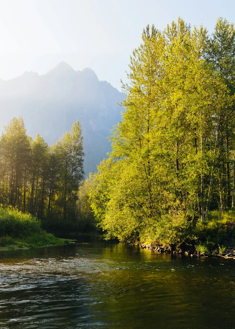 A photo of forest river under mountains 
