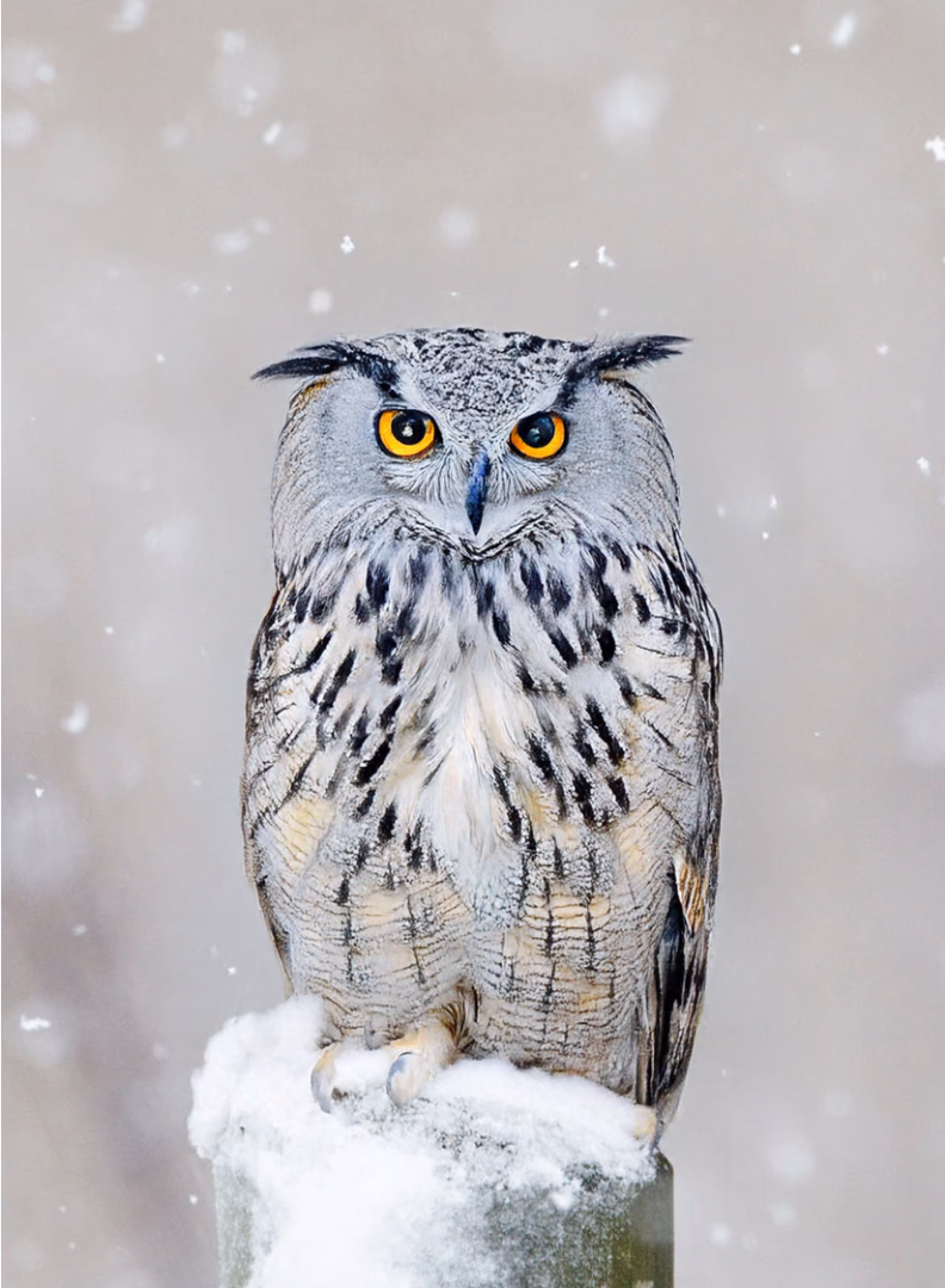 Women’s Leadership Circle Davos - Female leaders connecting and inspiring - photo of an owl